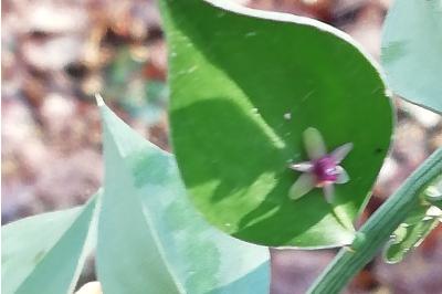 <i>Ruscus aculeatus</i>
