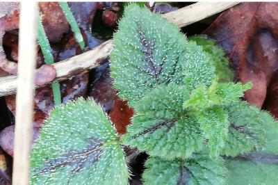<i>Lamium galeobdolon</i>