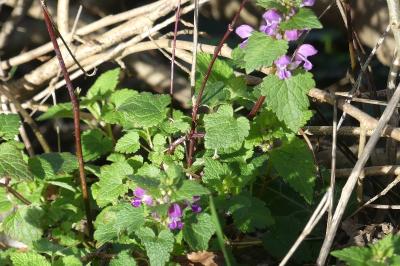 <i>Lamium maculatum</i>