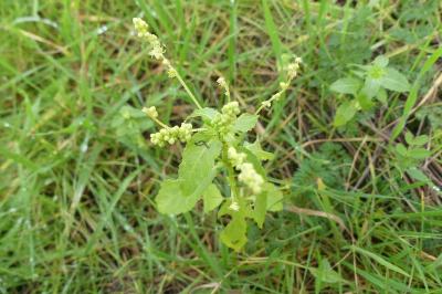 <i>Mercurialis annua</i>