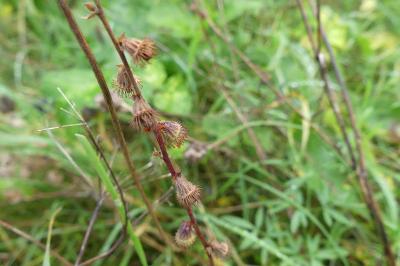 <i>Agrimonia eupatoria</i>