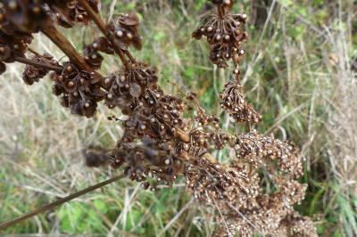 <i>Rumex crispus</i>