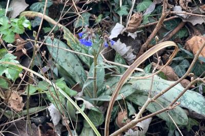 <i>Pulmonaria longifolia</i>