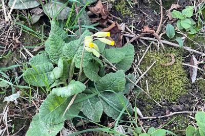 <i>Primula veris</i>