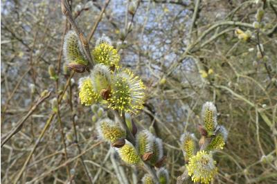 <i>Salix caprea</i>