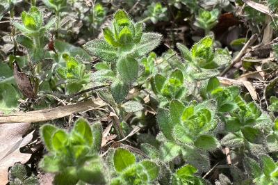 <i>Cruciata laevipes</i>