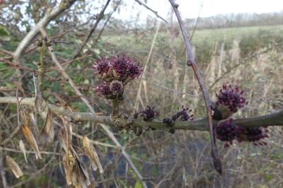 <i>Fraxinus excelsior</i>