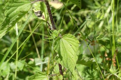 <i>Urtica dioica</i>
