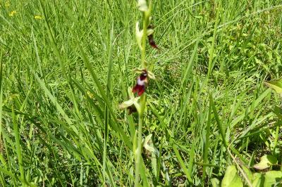 <i>Ophrys insectifera</i>