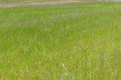 <i>Cyanus segetum</i>