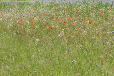<i>Papaver rhoeas</i>