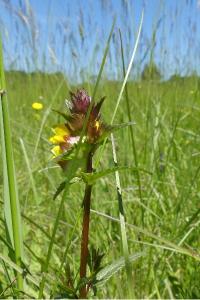 <i>Rhinanthus minor</i>