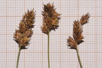 <i>Carex colchica</i>