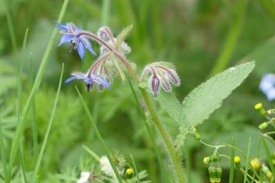 <i>Borago officinalis</i>