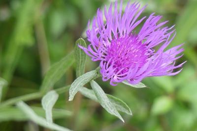 <i>Centaurea jacea</i>