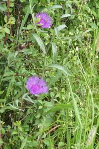 <i>Centaurea jacea</i>