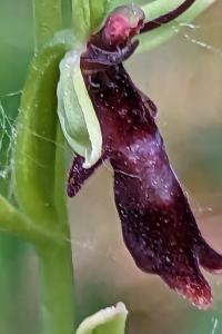 <i>Ophrys insectifera</i>