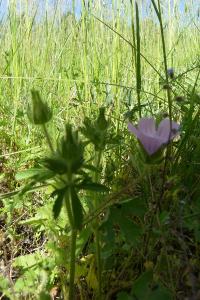 <i>Malva setigera</i>
