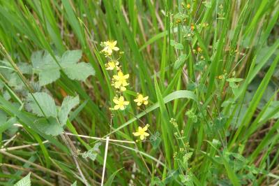 <i>Hypericum pulchrum</i>