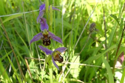 <i>Ophrys apifera</i>