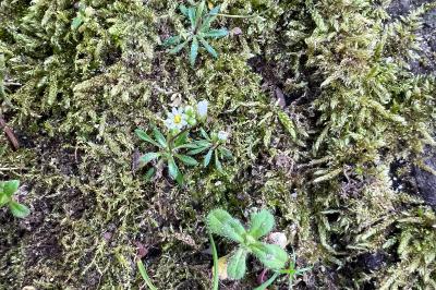 <i>Draba verna</i>