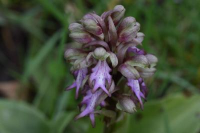 <i>Himantoglossum robertianum</i>