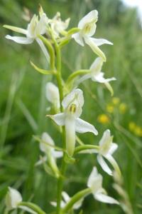 <i>Platanthera bifolia</i>