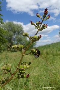 <i>Scrophularia auriculata</i>
