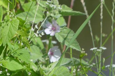 <i>Althaea officinalis</i>