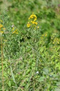 <i>Lysimachia vulgaris</i>
