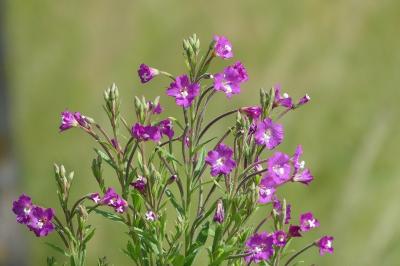 <i>Epilobium hirsutum</i>