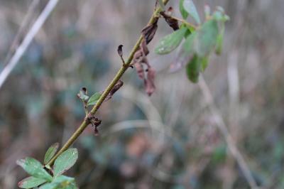 <i>Hypericum hirsutum</i>