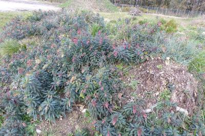 <i>Euphorbia amygdaloides</i>