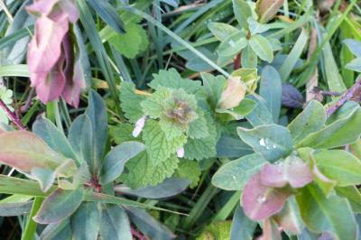 <i>Lamium purpureum</i>