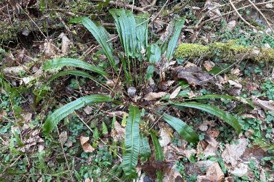 <i>Asplenium scolopendrium</i>