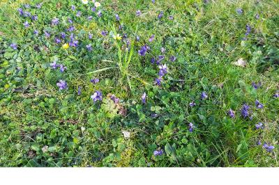 <i>Viola arvensis</i>