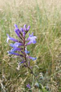 <i>Lobelia urens</i>
