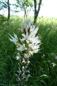 <i>Asphodelus albus</i>