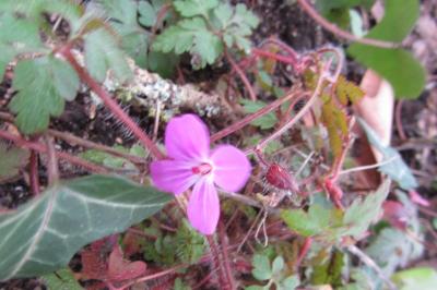 <i>Geranium robertianum</i>