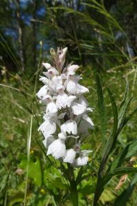 <i>Dactylorhiza maculata</i>