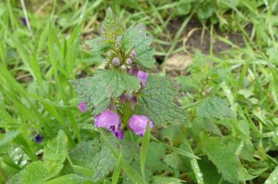 <i>Lamium maculatum</i>