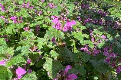 <i>Lamium maculatum</i>