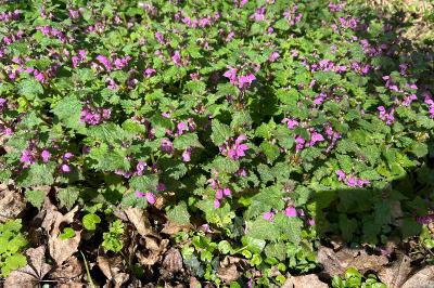 <i>Lamium maculatum</i>