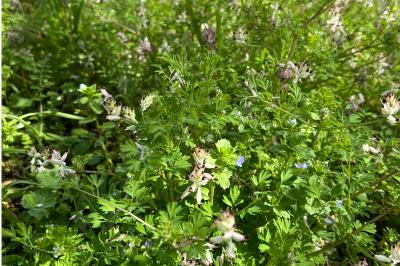 <i>Fumaria capreolata</i>