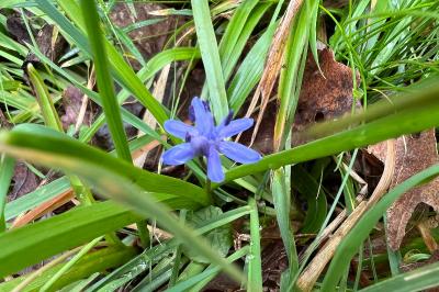 <i>Scilla bifolia</i>
