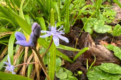 <i>Scilla bifolia</i>