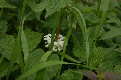 <i>Lamium album</i>