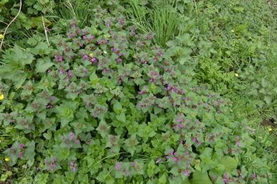 <i>Lamium maculatum</i>