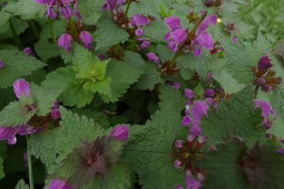 <i>Lamium maculatum</i>