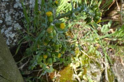 <i>Senecio vulgaris</i>